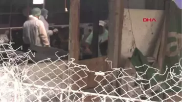 Silivri'de Büyükbaş Hayvanlar Şarbona Karşı Aşılandı