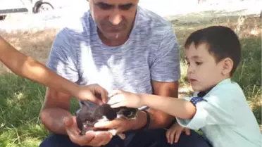 Telef Olan Kedinin Yavrularına, Öğretmen Sahip Çıktı