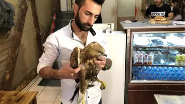 Kars'ta Vatandaşların Bulduğu Yaralı Kızıl Şahin Tedavi Edilecek