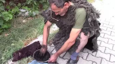 Çeyrek Asırdır 'Tülütabak' Oluyor - Balıkesir