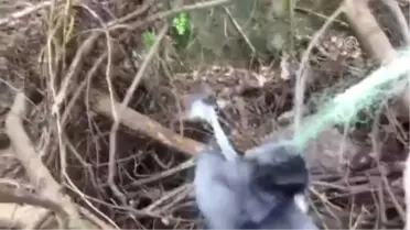 Tırıvırıya Dolanan Balıkçıl Vatandaşların Yardımıyla Kurtarıldı - Ordu