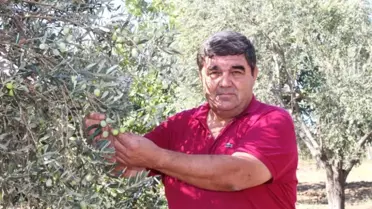 Zeytin Sineği Zararlısına İncir Ağaçlı Koruma