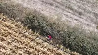 Cezaevi Firarisi, Tarlada Drone ile Yeri Belirlenip Yakalandı