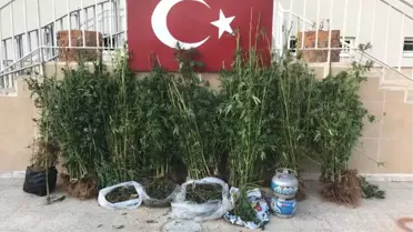 Alanya'da 1 Kilogram Esrar ve 427 Kök Hint Keneviri Ele Geçirildi