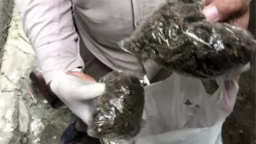 İstanbul'da Pencereden Atılan Uyuşturucuyu 'Eros' Buldu