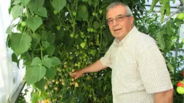 Serada 'Altın Çilek' Yetiştirdi