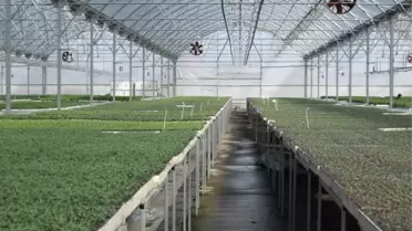 Üreticilere Sera Sigortası Uyarısı