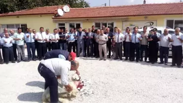 Ser-Tur'da Bu Yıl Havuz Sistemi Uygulanacak