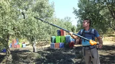 Balıkesir'de Zeytin Hasadı Başladı