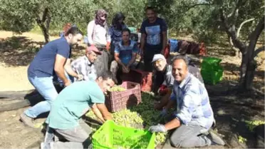 Edremit Körfezi'nde Zeytin Hasadı Başladı