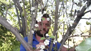 Armut Ağacı Eylül'de Çiçek Açtı