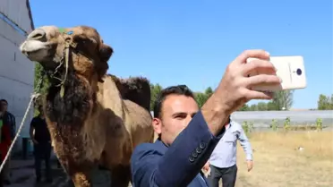 Deveyi Gören Telefona Sarıldı