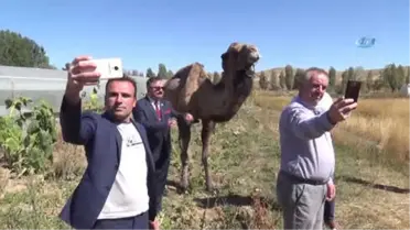 Deveyi Gören Telefona Sarıldı