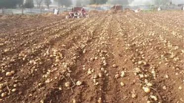 Tokat'ta Beyaz Patates Hasadı Başladı