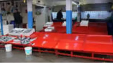 Soğuk Hava ve Yağmur Balık Fiyatlarını Vurdu, Palamut 6 Liradan 12 Liraya Yükseldi