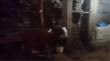 Tek Geçim Kaynakları Çalındı, Buzağılar Öksüz Kaldı
