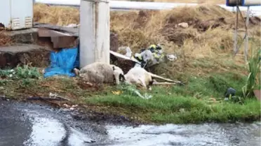 Trafo Altında Otlayan Koyunlar Akıma Kapılarak Telef Oldu