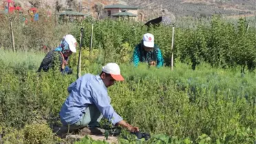 Kursiyerler İlçenin Peyzaj İhtiyacını Karşılıyor
