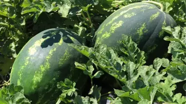 Doğu Marmara'nın Zam Şampiyonu Karpuz Oldu