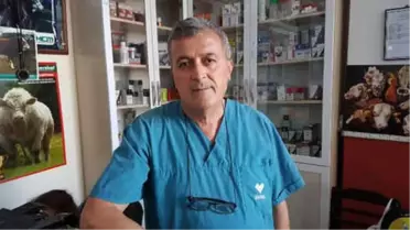 Veteriner Ünlü: Kontrolsüz Yenen Yonca Hayvanda Ani Şişme ile Ölüme Neden Olur