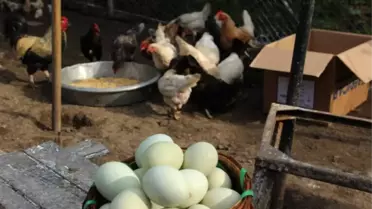 Yumurta Üreticileri Merkez Birliği'nden Zam Açıklaması