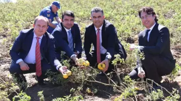 Sarı Domates, Derebucaklı Çiftçinin Yüzünü Güldürecek