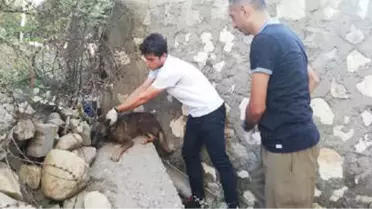 Silopi'de Öğrenciler Temizlik Kampanyası Sırasında Köpeği Kurtardı