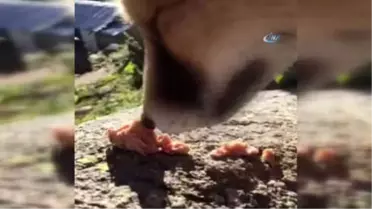 Cino' Didingola'yı Mesken Tuttu