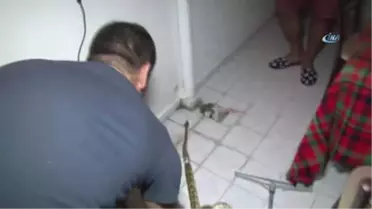 Ev Sahibinin Balkonda Piton Yılanıyla Burun Buruna Geldiği Anların Cezası Belli Oldu