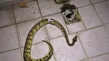 Balkondaki Su Giderinden Piton Fırlamıştı, Yılan Sahibine 5 Bin 254 TL Para Cezası Verildi