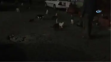 Sokak Kedilerine 4 Yıldır Kilolarca Et Dağıtıyor