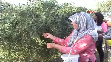 Aydın Kuyucak'ta Gojiberry Yetiştiren Çift, Talebe Yetişemiyor-2