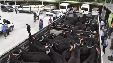 Teke Adayı Oğlaklar Sahiplerini Buldu