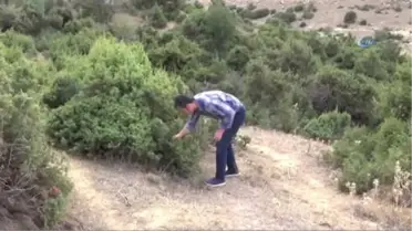 Kara Pehlivan' Yarım Asırdır Karın Ağrısının Tedavisinde Kullanılıyor