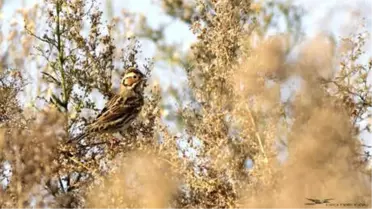 Küçük Kiraz Kuşu', Türkiye'de 5'inci Kez Görüldü