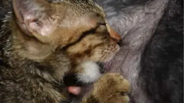 Öğretmenin Bakımını Üstlendiği Köpek, Yavru Kediye Annelik Yapıyor