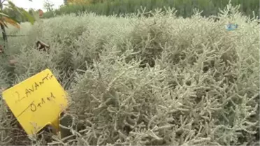Bursa'nın Hem Havası, Hem Manzarası Aromatik Bitkilerle Değişecek