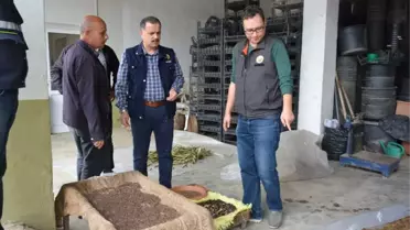 Bursa Lavanta Kokacak