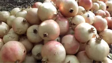 Keben Narında Hasat Başladı - Mersin