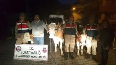 Büyükbaş Hayvan Hırsızları, Jandarmanın Takibiyle Yakalandı