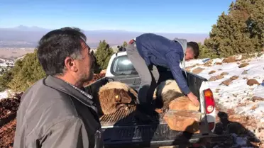 Koyun Sürüsüne Kurtlar Saldırdı