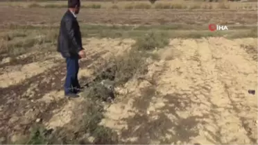 140 Zeytin Ağacı Kimliği Belirsiz Kişilerce Kesildi