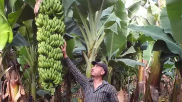 Muz Üreticisinin Yüzü Gülüyor