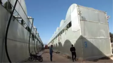 Muz Üreticisinin Yüzü Gülüyor