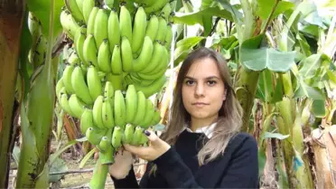 Silifke Muzu Üreticisinin Yüzünü Güldürüyor