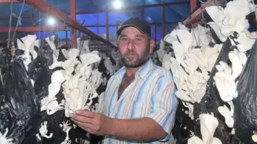 Genç Çiftçi Projesiyle Üretilen Mantarlar Gelir Kapısı Oldu