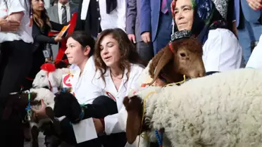 Bu da Kuzuların Güzellik Yarışması