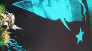 Deniz Altındaki Anmada İlginç Görüntü