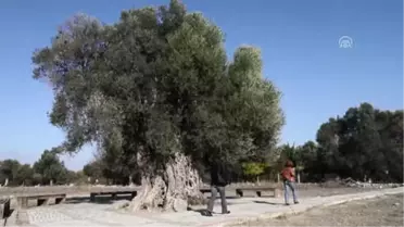 Asırlık Zeytinlerin Yağı 200 Liraya Satılıyor