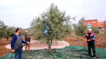Kilis 7 Aralık Üniversitesi'nde Zeytin Hasadı Başladı